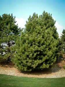 Сосна Чёрная (Pinus Nigra) купить по цене от 270.00р. в интернет-магазине «Посадика» с доставкой почтой в в Волгореченске и по всей России – [изображение №1].