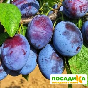 Слива Чачакская ранняя купить по цене от 229.00р. в интернет-магазине «Посадика» с доставкой почтой в в Волгореченске и по всей России – [изображение №1].