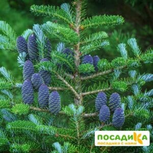 Пихта корейская (Abies koreana) купить по цене от 450.00р. в интернет-магазине «Посадика» с доставкой почтой в в Волгореченске и по всей России – [изображение №1].