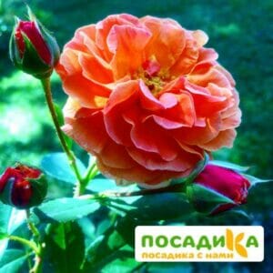 Роза Арабия купить по цене от 350.00р. в интернет-магазине «Посадика» с доставкой почтой в в Волгореченске и по всей России – [изображение №1].