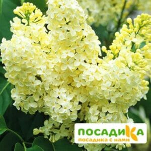 Сирень Примроуз (Primrose) купить по цене от 529.00р. в интернет-магазине «Посадика» с доставкой почтой в в Волгореченске и по всей России – [изображение №1].