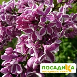 Сирень Сенсация купить по цене от 529.00р. в интернет-магазине «Посадика» с доставкой почтой в в Волгореченске и по всей России – [изображение №1].