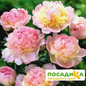 Пион Распберри Сандей (Paeonia Raspberry Sundae) купить по цене от 959р. в интернет-магазине «Посадика» с доставкой почтой в в Волгореченске и по всей России – [изображение №1].