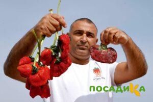 Клубника Гигант Джорнея купить по цене от 266р. в интернет-магазине «Посадика» с доставкой почтой в в Волгореченске и по всей России – [изображение №1].