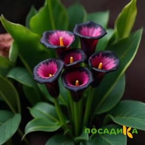 Калла Аура Лейс купить по цене от 400р. в интернет-магазине «Посадика» с доставкой почтой в в Волгореченске и по всей России – [изображение №1].