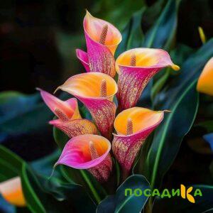 Калла Оникс купить по цене от 450р. в интернет-магазине «Посадика» с доставкой почтой в в Волгореченске и по всей России – [изображение №1].