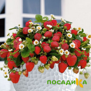 Клубника Рубиновый Шепот (горшечная) купить по цене от 240р. в интернет-магазине «Посадика» с доставкой почтой в в Волгореченске и по всей России – [изображение №1].