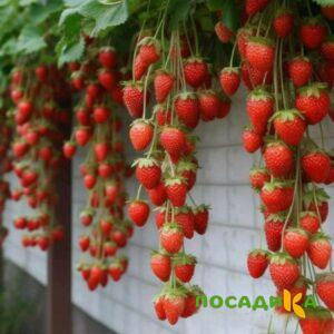 Клубника вьющаяся Комплимент купить по цене от 470р. в интернет-магазине «Посадика» с доставкой почтой в в Волгореченске и по всей России – [изображение №1].