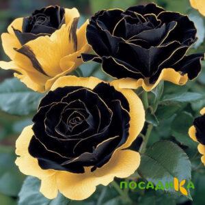 Роза Ханни Сикл купить по цене от 700р. в интернет-магазине «Посадика» с доставкой почтой в в Волгореченске и по всей России – [изображение №1].