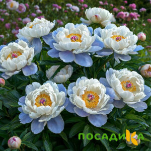 Пион акварельный Этюд купить по цене от 806р. в интернет-магазине «Посадика» с доставкой почтой в в Волгореченске и по всей России – [изображение №1].