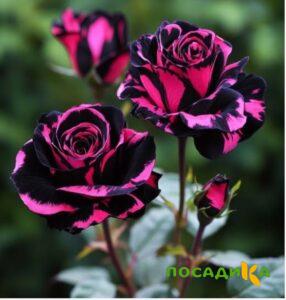 Роза Багровый Шепот купить по цене от 366р. в интернет-магазине «Посадика» с доставкой почтой в в Волгореченске и по всей России – [изображение №1].