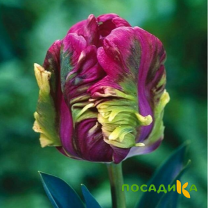 Тюльпан Экзотик Хэвен купить по цене от 186р. в интернет-магазине «Посадика» с доставкой почтой в в Волгореченске и по всей России – [изображение №1].