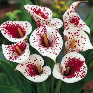 Калла Эмпайр купить по цене от 302р. в интернет-магазине «Посадика» с доставкой почтой в в Волгореченске и по всей России – [изображение №1].