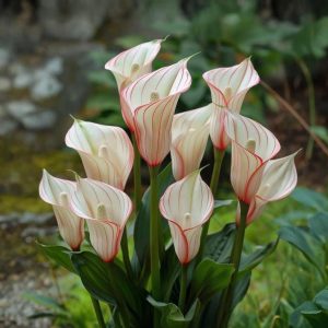 Калла Глейшер купить по цене от 299р. в интернет-магазине «Посадика» с доставкой почтой в в Волгореченске и по всей России – [изображение №1].