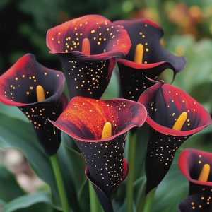 Калла Нуар купить по цене от 299р. в интернет-магазине «Посадика» с доставкой почтой в в Волгореченске и по всей России – [изображение №1].