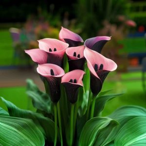 Калла Энигма купить по цене от 291р. в интернет-магазине «Посадика» с доставкой почтой в в Волгореченске и по всей России – [изображение №1].