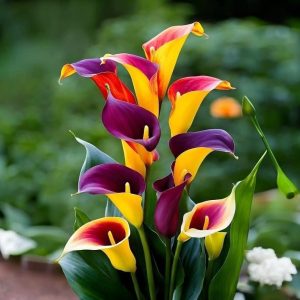 Калла Кристалл купить по цене от 450р. в интернет-магазине «Посадика» с доставкой почтой в в Волгореченске и по всей России – [изображение №1].