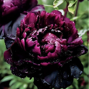 Пион Темный Сад купить по цене от 421р. в интернет-магазине «Посадика» с доставкой почтой в в Волгореченске и по всей России – [изображение №1].