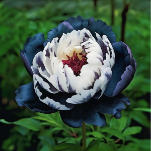 Пион Древовидный Инь-Янь купить по цене от 419р. в интернет-магазине «Посадика» с доставкой почтой в в Волгореченске и по всей России – [изображение №1].