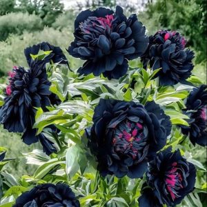 Пион древовидный Сердце Афродиты купить по цене от 600р. в интернет-магазине «Посадика» с доставкой почтой в в Волгореченске и по всей России – [изображение №1].