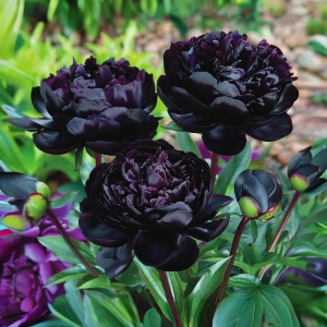 Пион Королевский Бархат купить по цене от 419р. в интернет-магазине «Посадика» с доставкой почтой в в Волгореченске и по всей России – [изображение №1].