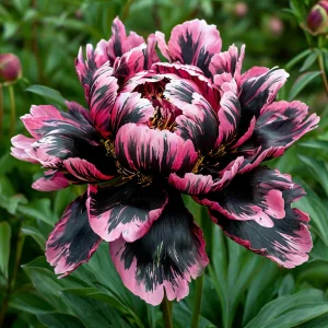 Пион Дроп Руби купить по цене от 469р. в интернет-магазине «Посадика» с доставкой почтой в в Волгореченске и по всей России – [изображение №1].