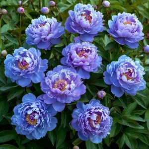 Пион Голубой лотос купить по цене от 590р. в интернет-магазине «Посадика» с доставкой почтой в в Волгореченске и по всей России – [изображение №1].