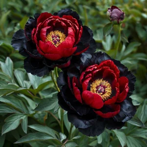 Пион Эбеновый Рубин купить по цене от 419р. в интернет-магазине «Посадика» с доставкой почтой в в Волгореченске и по всей России – [изображение №1].