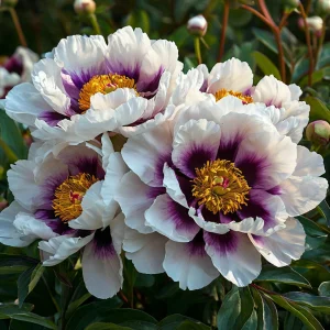 Пион Эко Саммер купить по цене от 548р. в интернет-магазине «Посадика» с доставкой почтой в в Волгореченске и по всей России – [изображение №1].