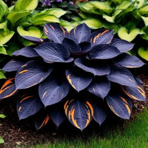 Хоста Умбра купить по цене от 349р. в интернет-магазине «Посадика» с доставкой почтой в в Волгореченске и по всей России – [изображение №1].