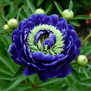 Пион Дримвивер купить по цене от 417р. в интернет-магазине «Посадика» с доставкой почтой в в Волгореченске и по всей России – [изображение №1].