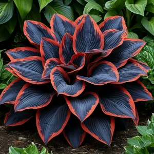 Хоста Солнечный Агат купить по цене от 440р. в интернет-магазине «Посадика» с доставкой почтой в в Волгореченске и по всей России – [изображение №1].