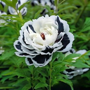 Пион Монохромный Шик купить по цене от 429р. в интернет-магазине «Посадика» с доставкой почтой в в Волгореченске и по всей России – [изображение №1].