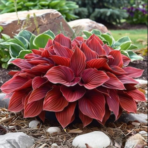 Хоста Рэд Эйнджл купить по цене от 549р. в интернет-магазине «Посадика» с доставкой почтой в в Волгореченске и по всей России – [изображение №1].