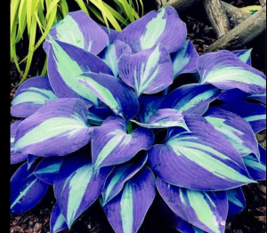 Хоста Аурелия купить по цене от 450р. в интернет-магазине «Посадика» с доставкой почтой в в Волгореченске и по всей России – [изображение №1].