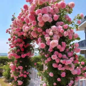 Роза Пастель Розе купить по цене от 605р. в интернет-магазине «Посадика» с доставкой почтой в в Волгореченске и по всей России – [изображение №1].