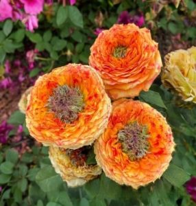 Роза Золотой Мираж купить по цене от 420р. в интернет-магазине «Посадика» с доставкой почтой в в Волгореченске и по всей России – [изображение №1].